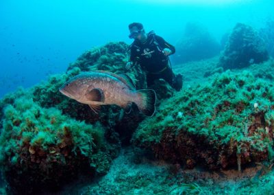 Diver With Grouper 11 1 400x284