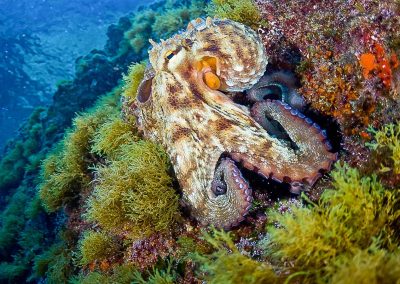 Octopus Diving 400x284